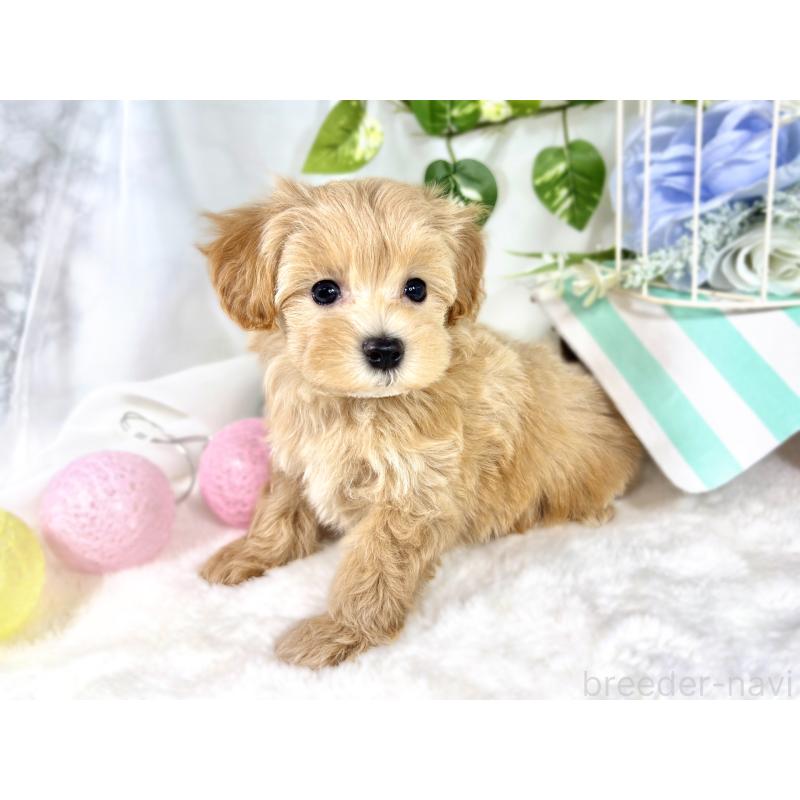 成約済の滋賀県のマルプー:マルチーズ×トイプードル-420521の2枚目