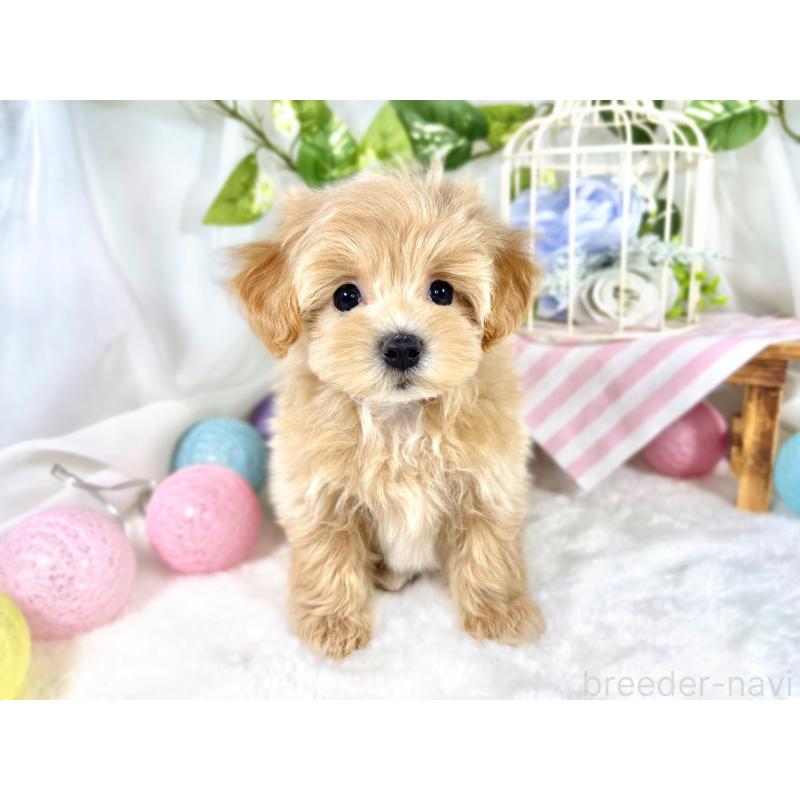 成約済の滋賀県のマルプー:マルチーズ×トイプードル-420523の4枚目