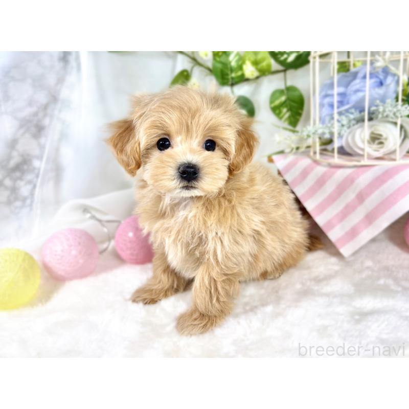 成約済の滋賀県のマルプー:マルチーズ×トイプードル-420523の3枚目