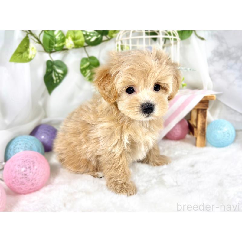 成約済の滋賀県のマルプー:マルチーズ×トイプードル-420523の2枚目