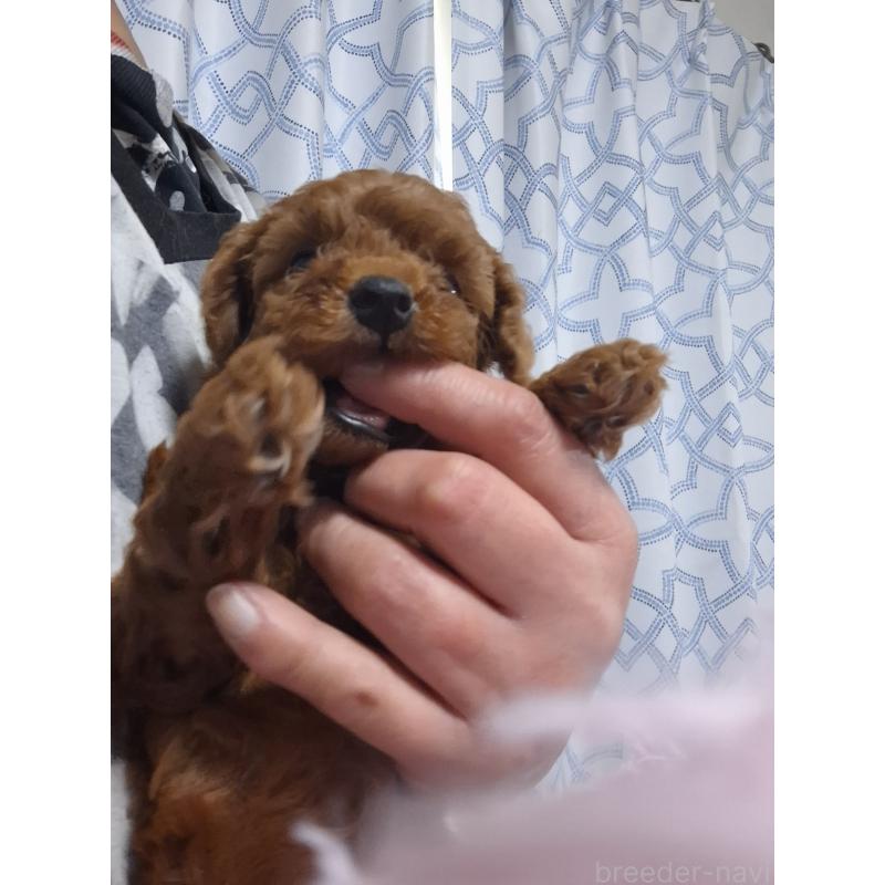 販売中の群馬県のトイプードル-422059の3枚目