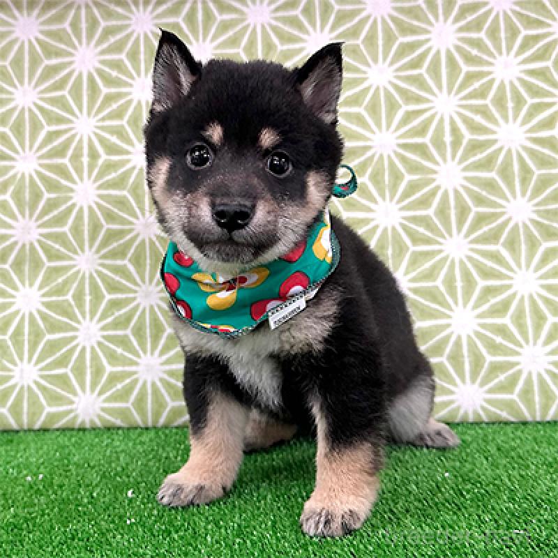 販売中の神奈川県の豆柴-421413