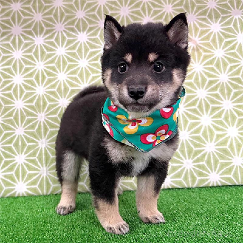 成約済の神奈川県の豆柴-421413の4枚目