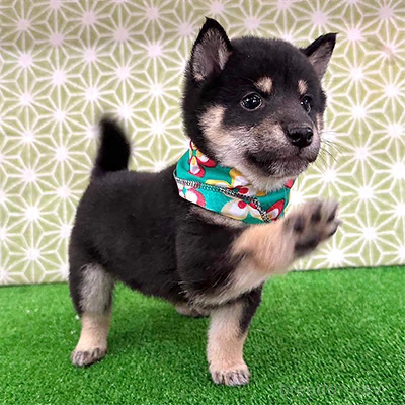 成約済の神奈川県の豆柴-421413の3枚目