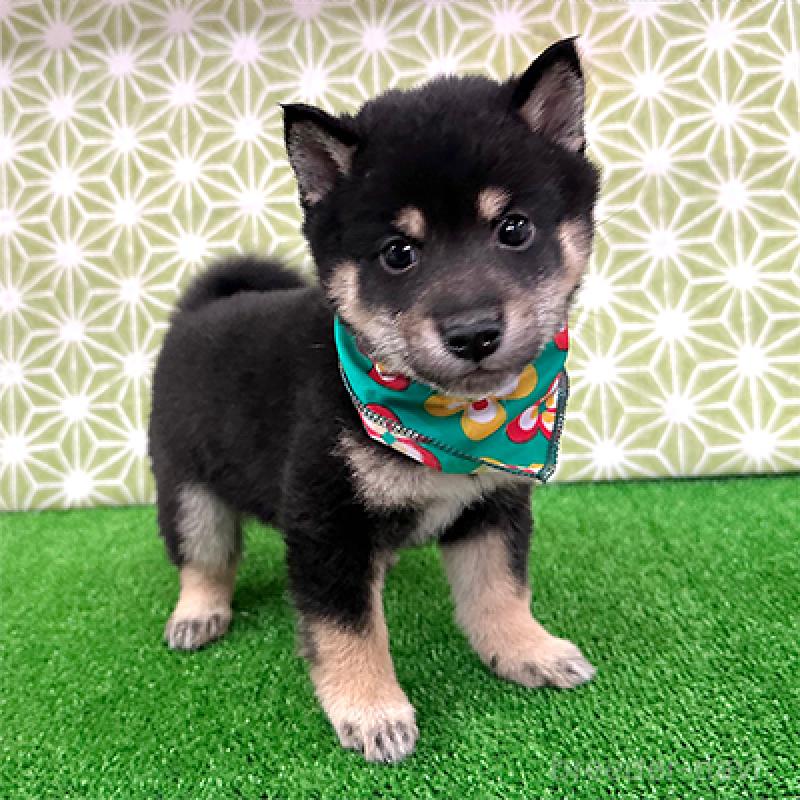 成約済の神奈川県の豆柴-421413の2枚目