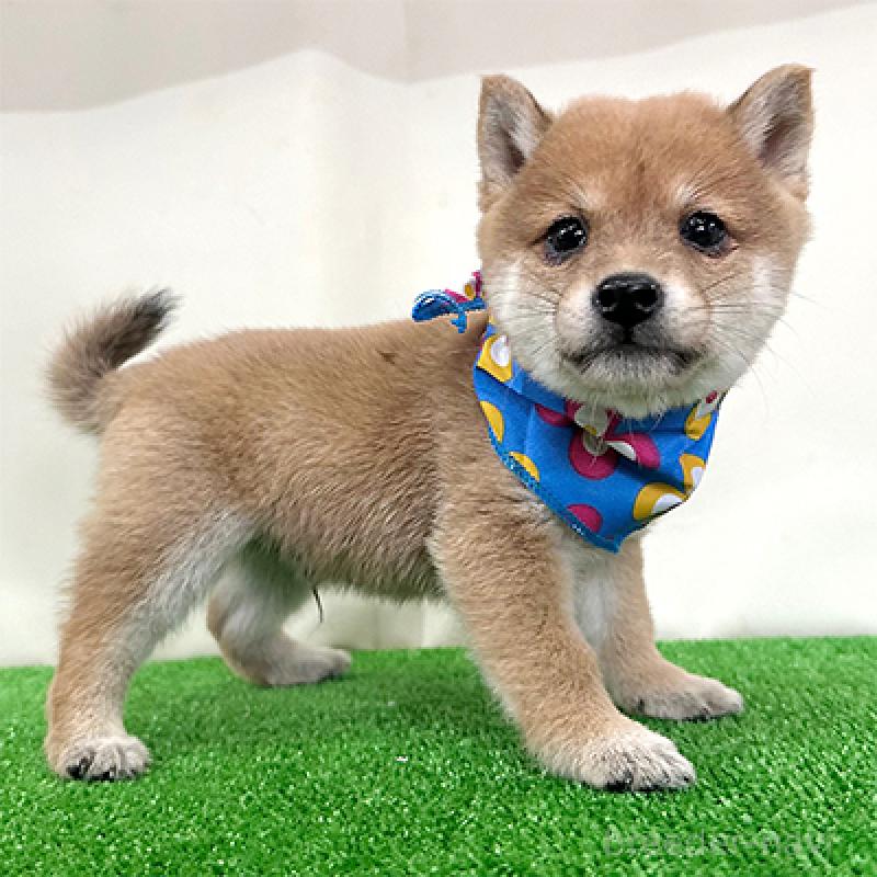 販売中の神奈川県の豆柴-421406