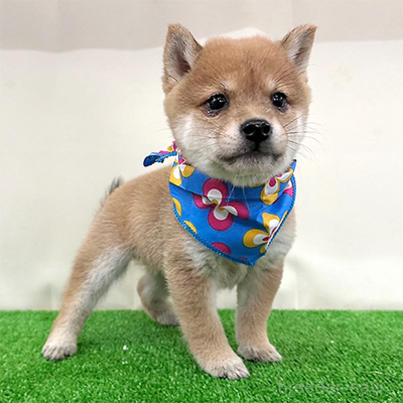 成約済の神奈川県の豆柴-421406の4枚目