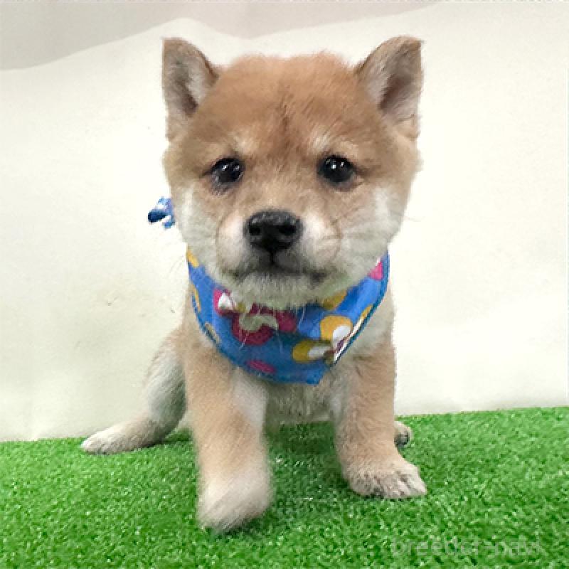 成約済の神奈川県の豆柴-421406の3枚目