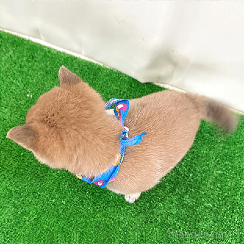 成約済の神奈川県の豆柴-421406の2枚目