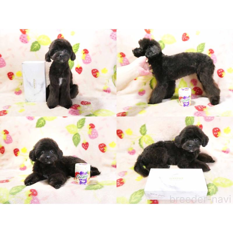 販売中の千葉県のチワプー:チワワ×トイプードル-392429の6枚目