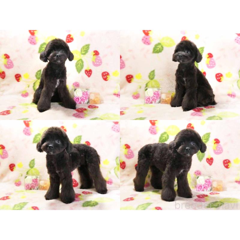 販売中の千葉県のチワプー:チワワ×トイプードル-392429の5枚目