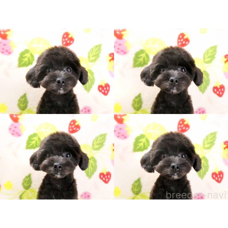 販売中の千葉県のチワプー:チワワ×トイプードル-392429の4枚目