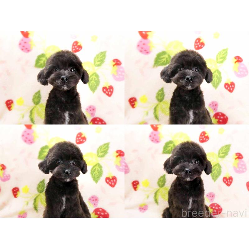 販売中の千葉県のチワプー:チワワ×トイプードル-392429の3枚目