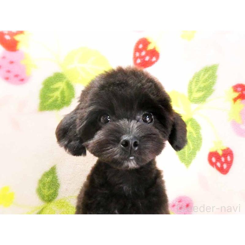 販売中の千葉県のチワプー:チワワ×トイプードル-392429の2枚目