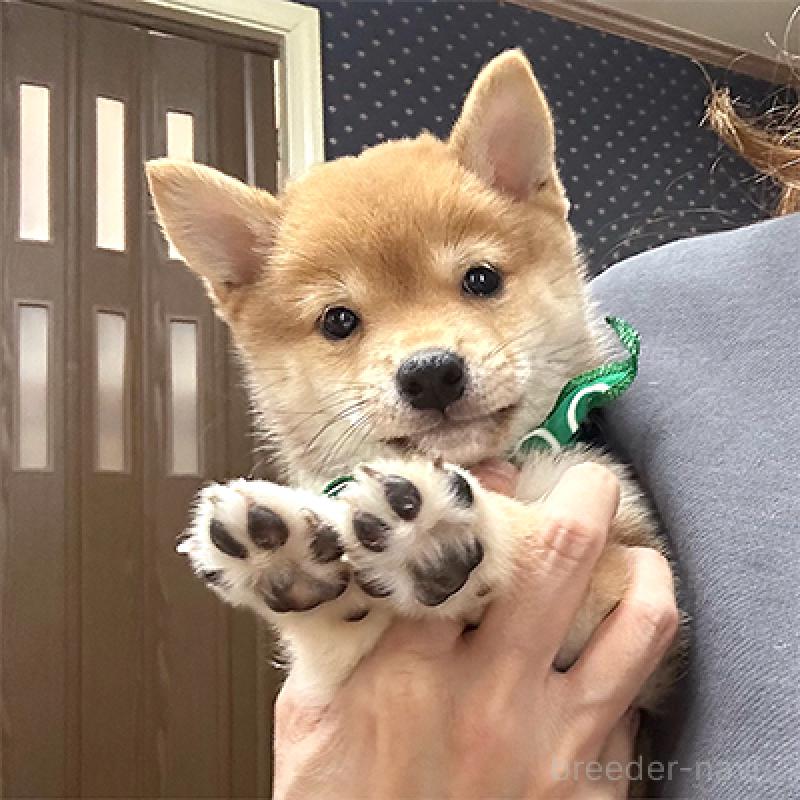 成約済の神奈川県の豆柴-417762の3枚目