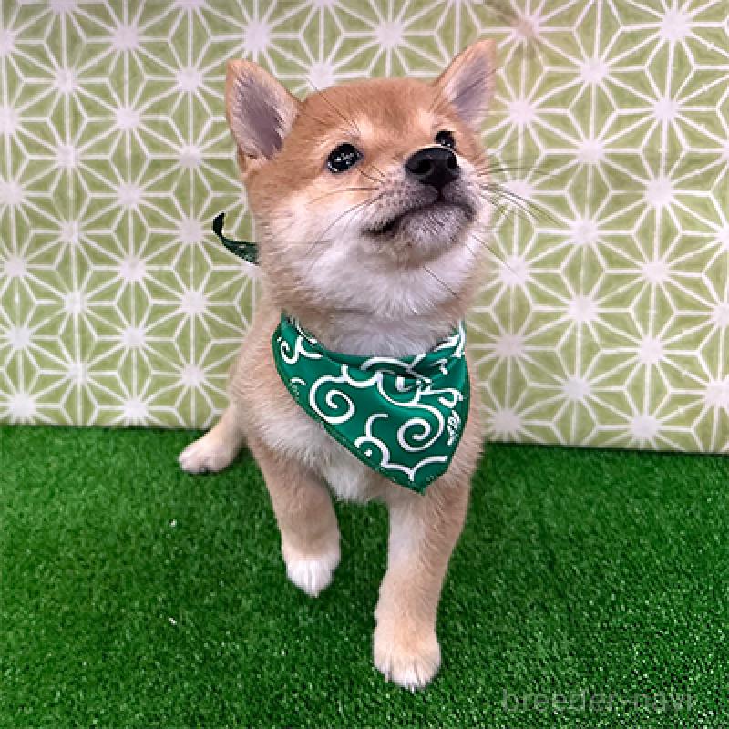 成約済の神奈川県の豆柴-417762の2枚目