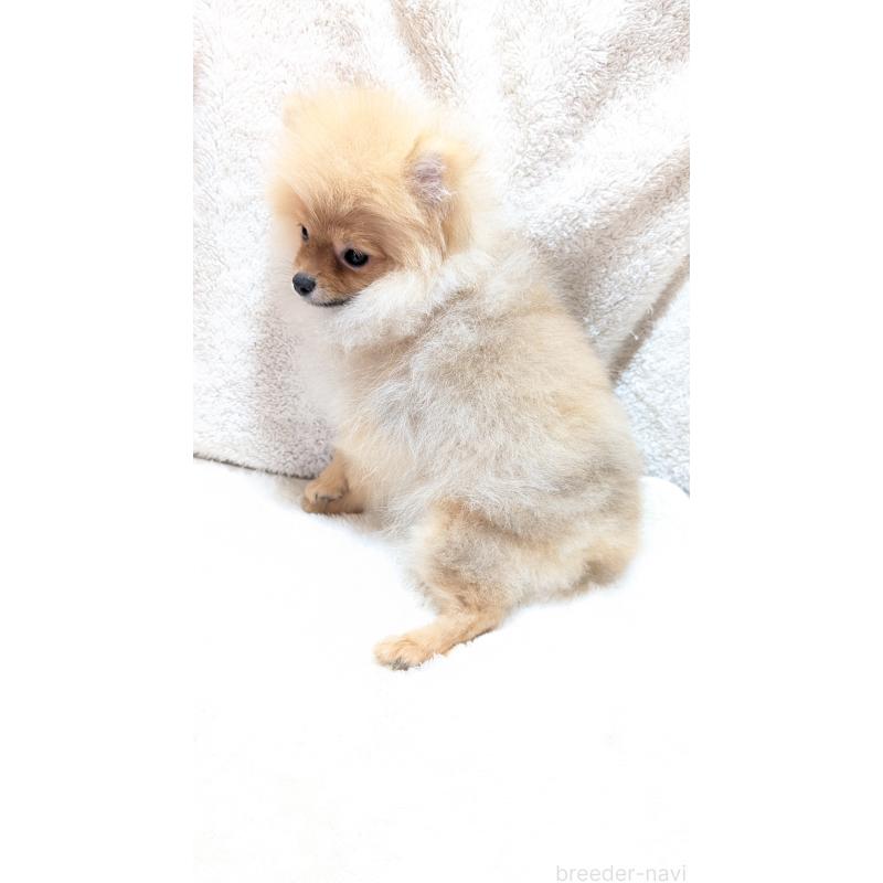 販売中の愛知県のポメラニアン-401815の6枚目