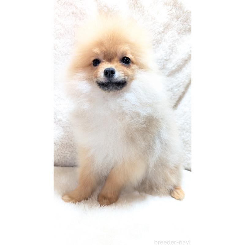 販売中の愛知県のポメラニアン-401815の5枚目