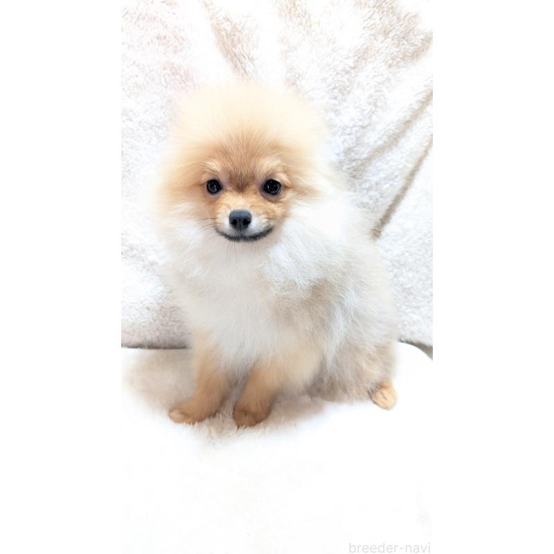 販売中の愛知県のポメラニアン-401815の4枚目