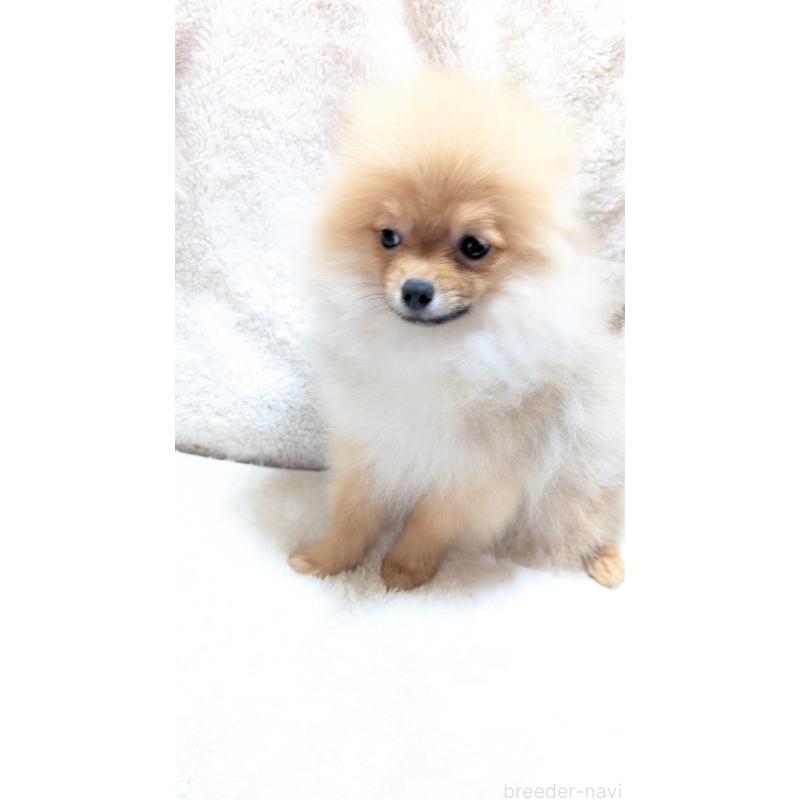 販売中の愛知県のポメラニアン-401815の3枚目