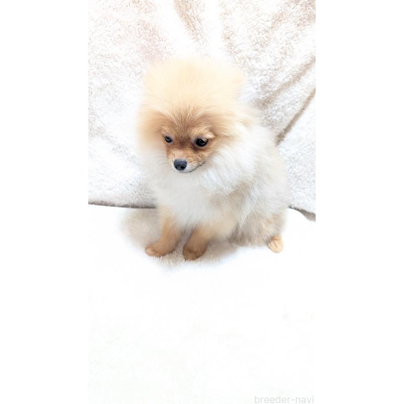 販売中の愛知県のポメラニアン-401815の2枚目