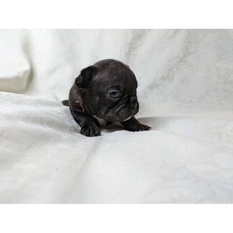 販売中の愛知県のフレンチブルドッグ-419395の9枚目