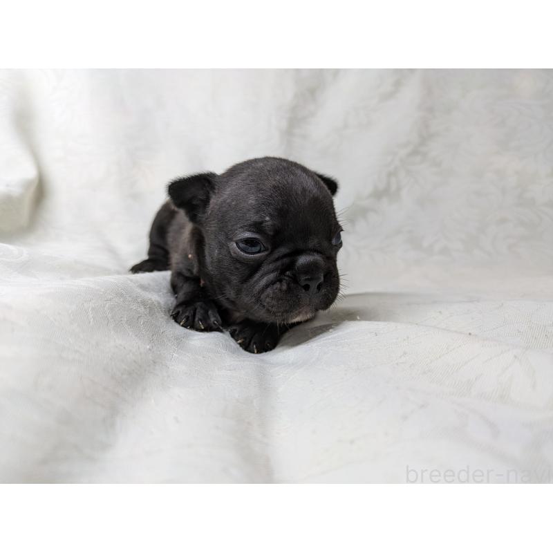 販売中の愛知県のフレンチブルドッグ-419395の8枚目