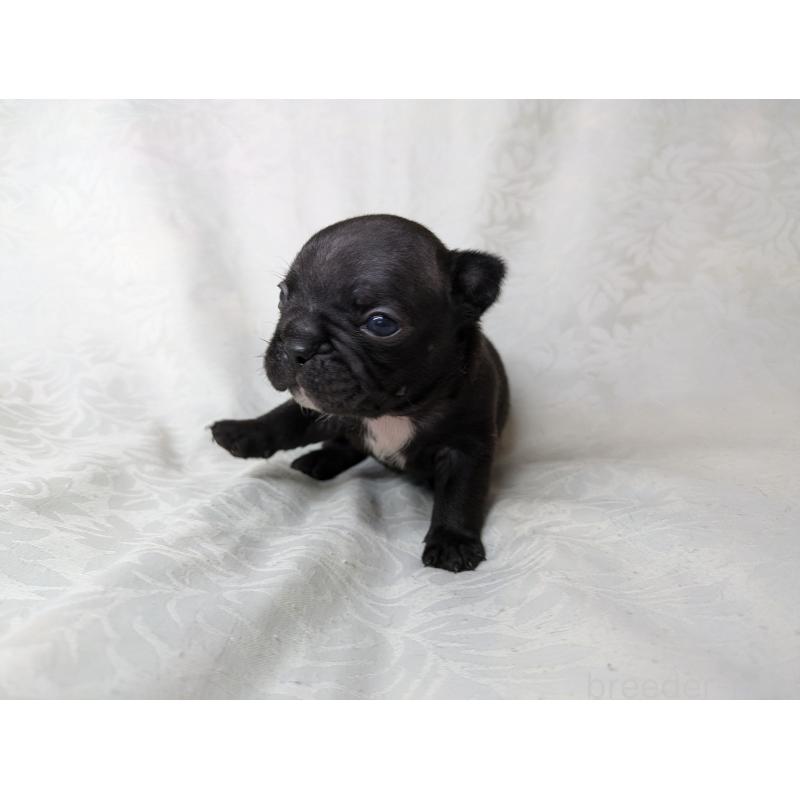 販売中の愛知県のフレンチブルドッグ-419395の7枚目