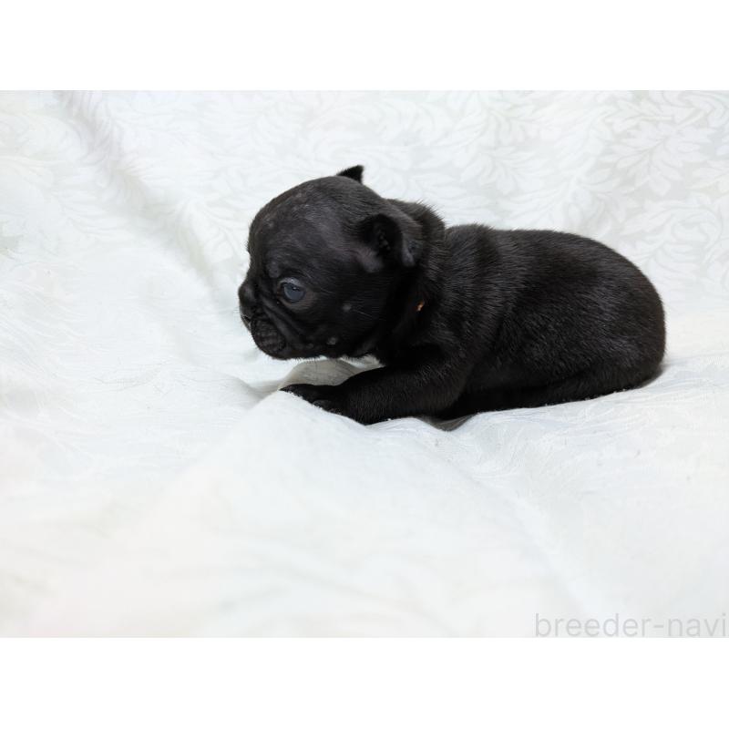 販売中の愛知県のフレンチブルドッグ-419396の10枚目