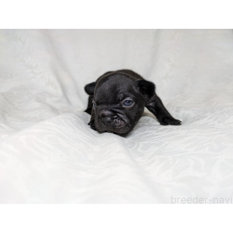 販売中の愛知県のフレンチブルドッグ-419397の9枚目