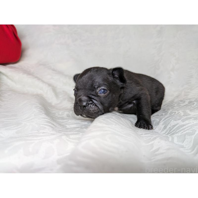 販売中の愛知県のフレンチブルドッグ-419397の8枚目