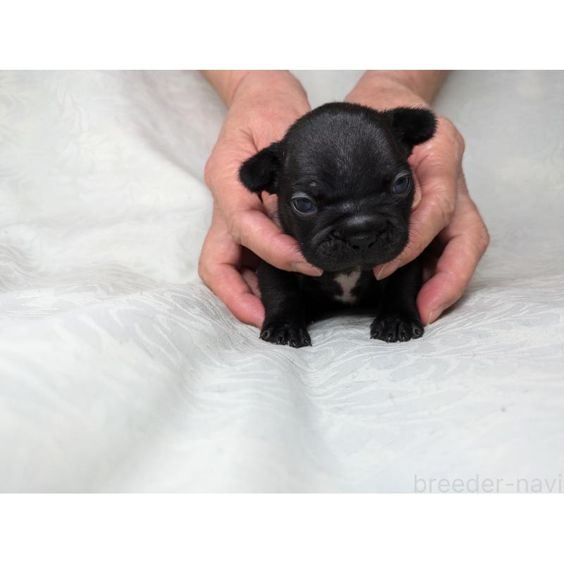 販売中の愛知県のフレンチブルドッグ-419397の7枚目