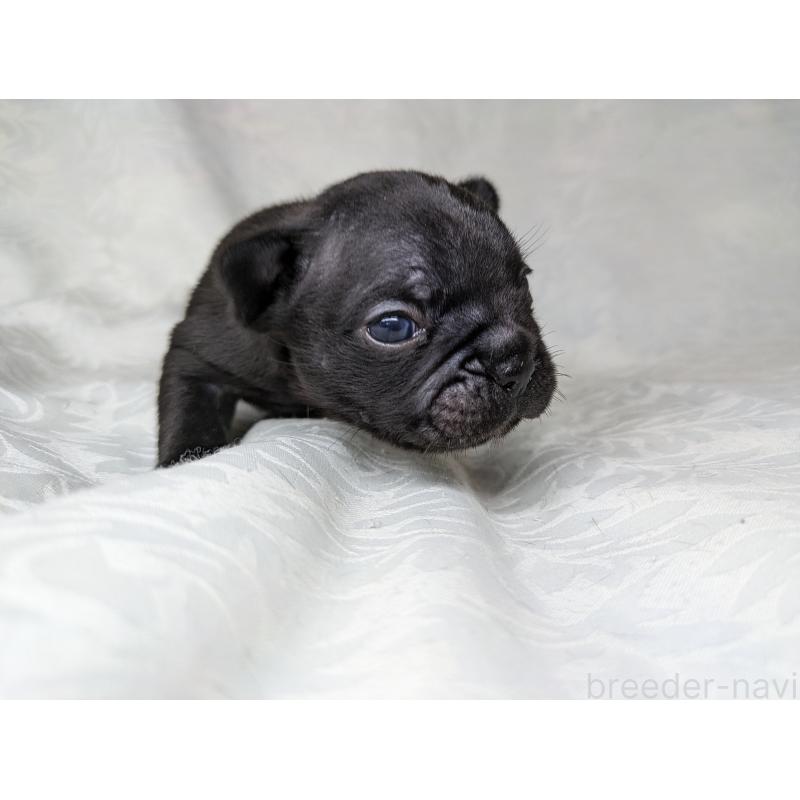 販売中の愛知県のフレンチブルドッグ-419393の8枚目