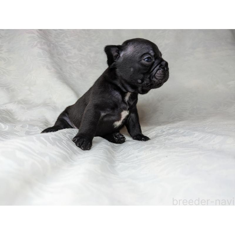 販売中の愛知県のフレンチブルドッグ-419393の7枚目