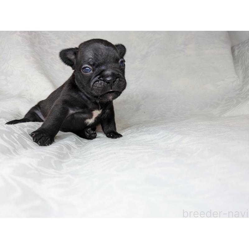 販売中の愛知県のフレンチブルドッグ-419393の6枚目