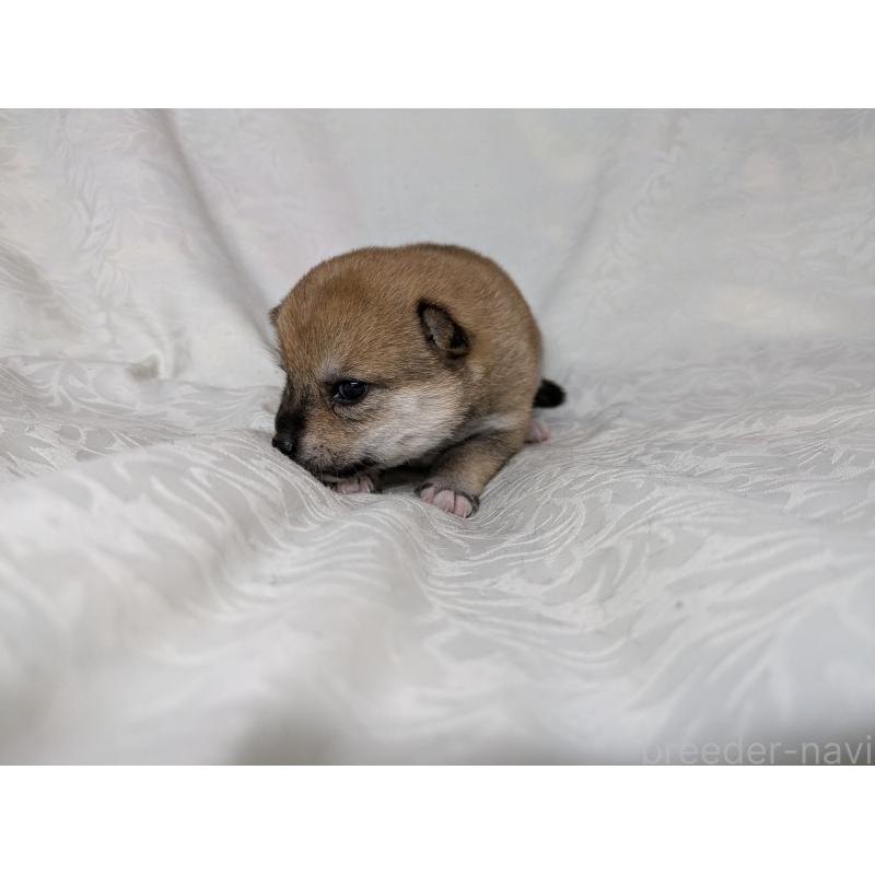 商談中の愛知県の豆柴-419417の9枚目