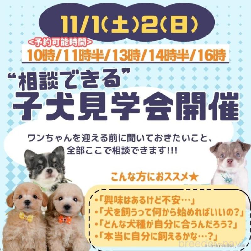 成約済の神奈川県のチワワ(ロングコート)-418425の6枚目