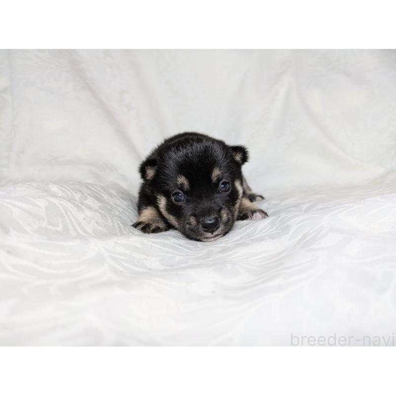 販売中の愛知県の豆柴-419419の8枚目