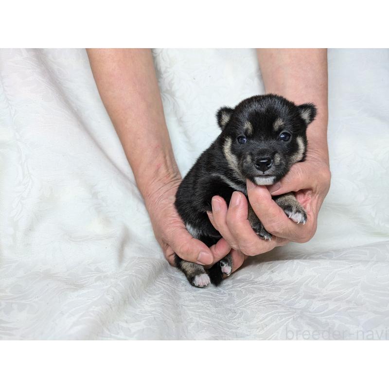 販売中の愛知県の豆柴-419419の7枚目