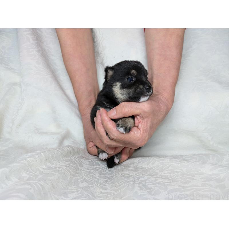 販売中の愛知県の豆柴-419419の6枚目