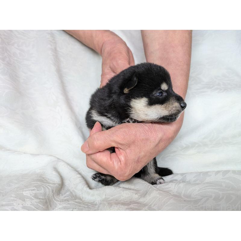 販売中の愛知県の豆柴-419421の7枚目