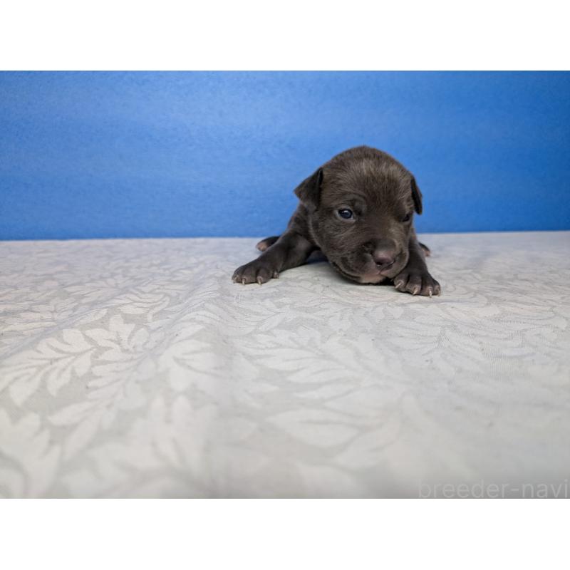 成約済の愛知県のアメリカンブリー-419406の4枚目