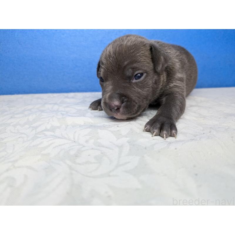 成約済の愛知県のアメリカンブリー-419406の3枚目