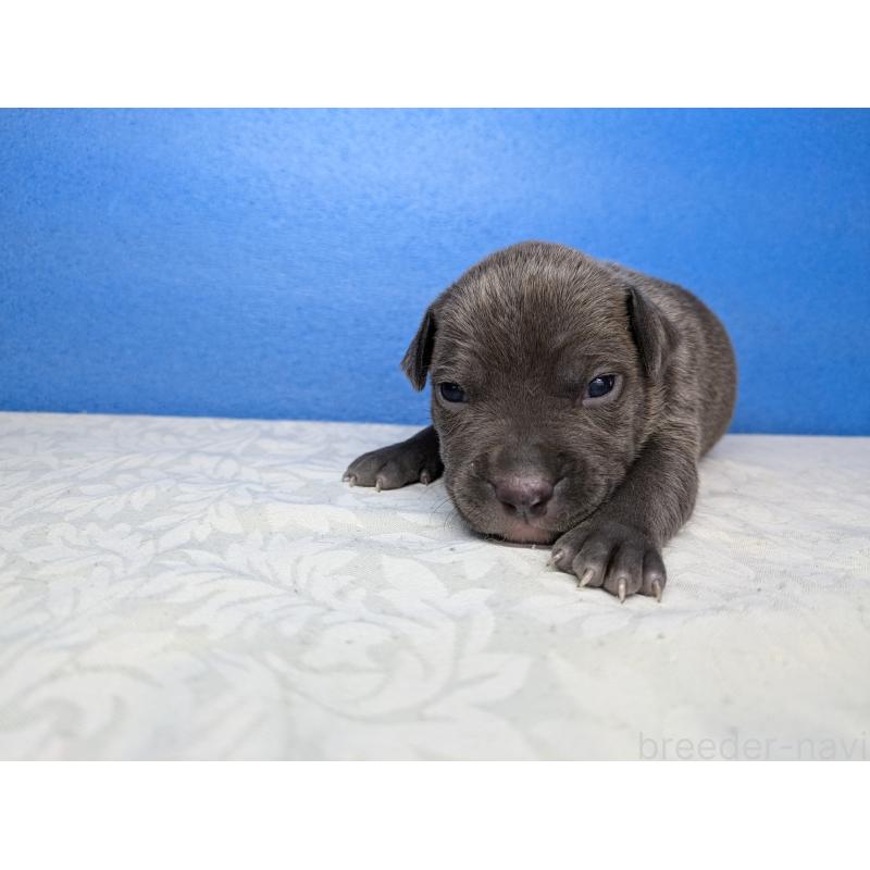 成約済の愛知県のアメリカンブリー-419406の2枚目