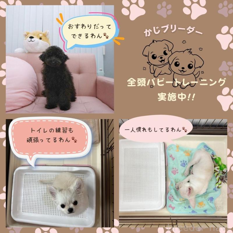 販売中の神奈川県のチワワ(ロングコート)-421720の5枚目