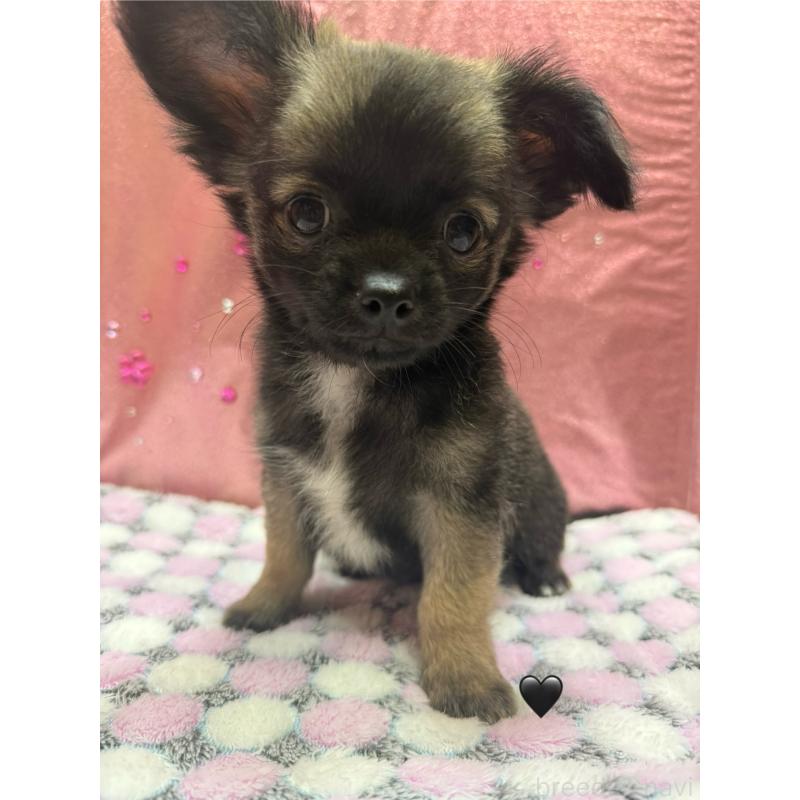 販売中ののチワワ(ロングコート)-416520