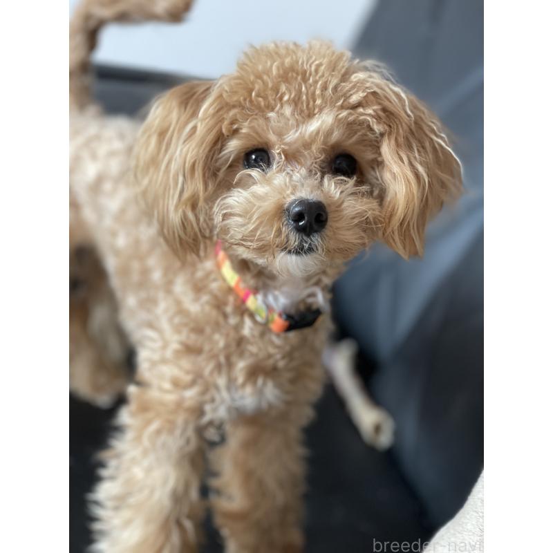 ののトイプードル-