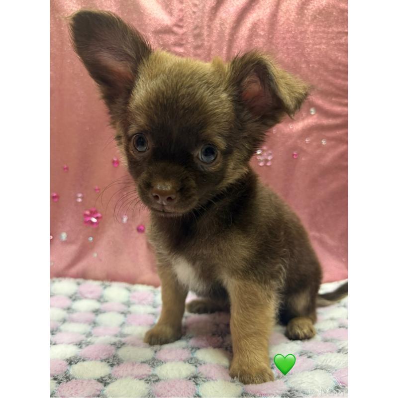 販売中の愛知県のチワワ(ロングコート)-416521