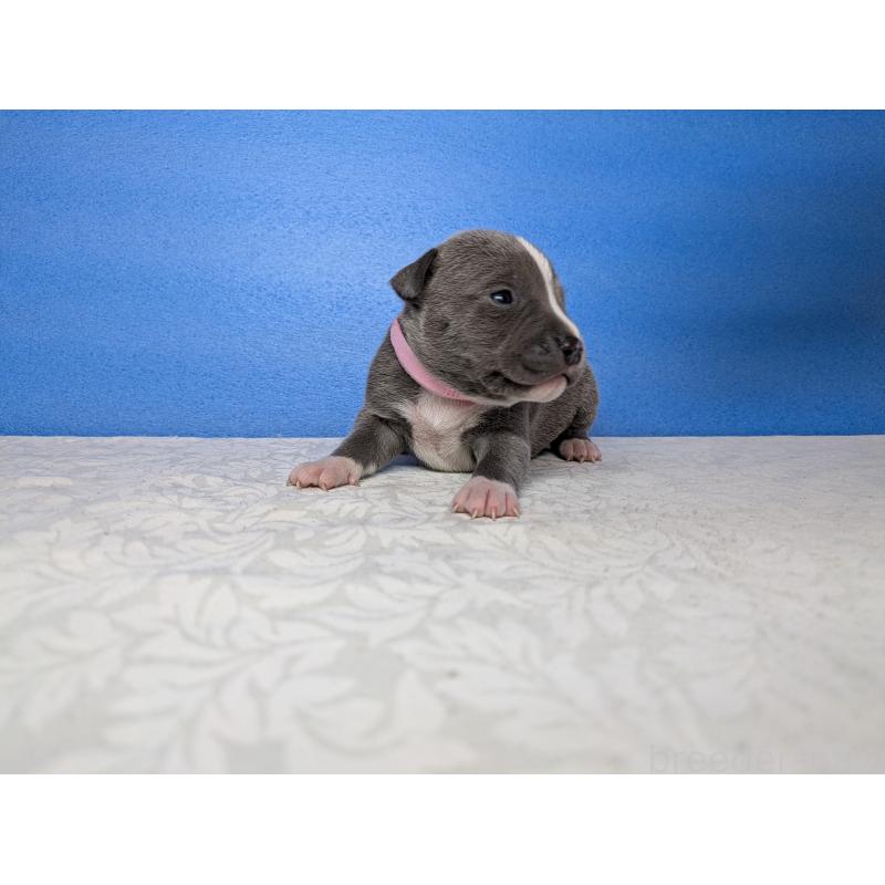 販売中の愛知県のアメリカンブリー-419405の10枚目