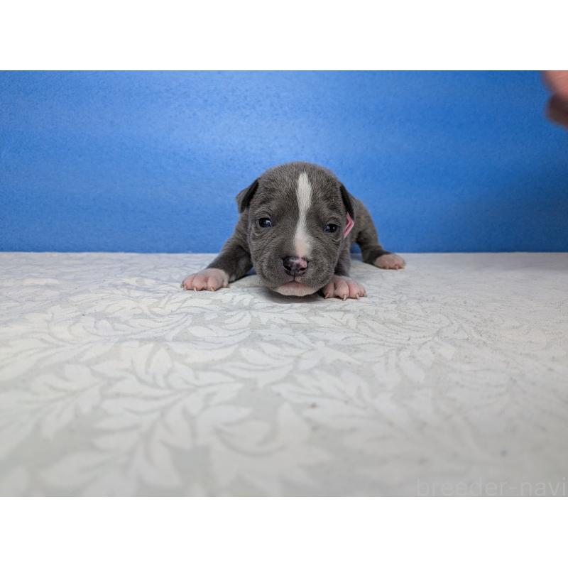 販売中の愛知県のアメリカンブリー-419405の9枚目